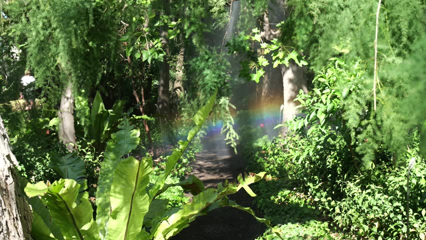 Rainbow created by a water spray when watering flowers and trees. The colorful spectrum of a rainbow in a lush green garden.
