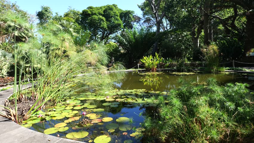 Wide View of Tranquil Pond with Water Lilies and Lush Aquatic Plants