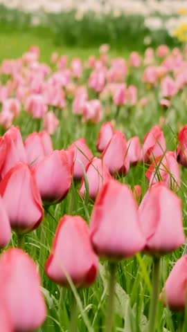 Beautiful pink tulips bloom in vibrant garden during spring sunshine