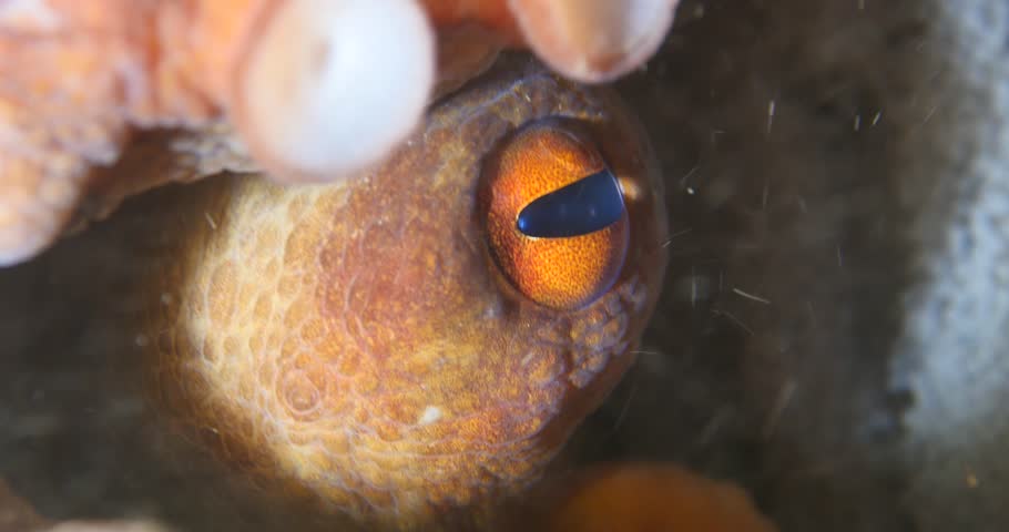 mother octopus with eggs underwater ocean scenery behaviour
