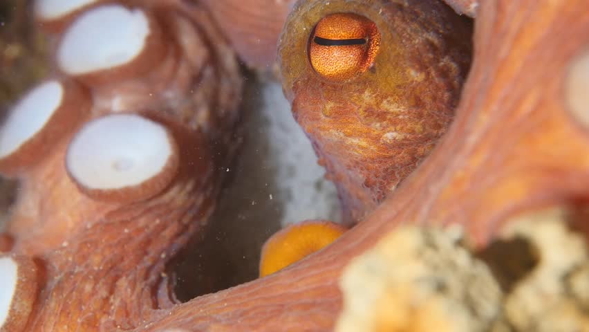 mother octopus with eggs underwater ocean scenery behaviour
