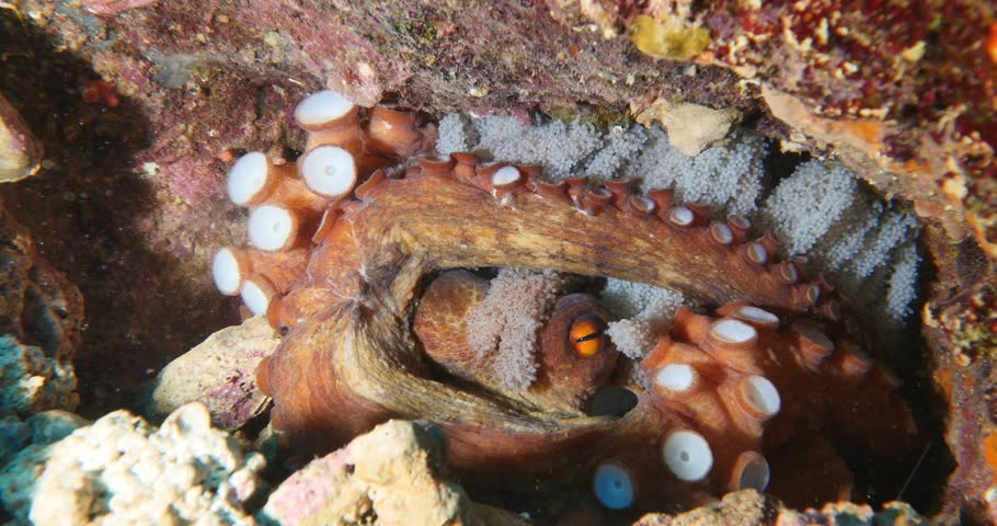 mother octopus with eggs underwater ocean scenery behaviour
