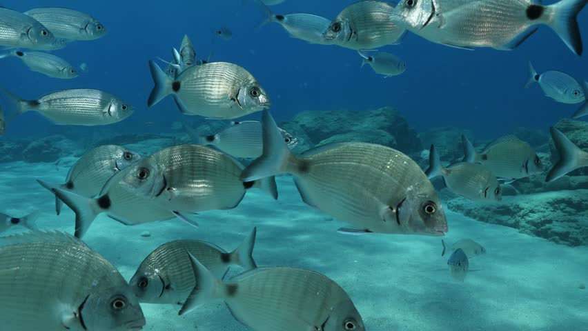 underwater fish scenery from mediterranean  sea breams ocean scenery underwater landscape seabreams  Diplodus sargus