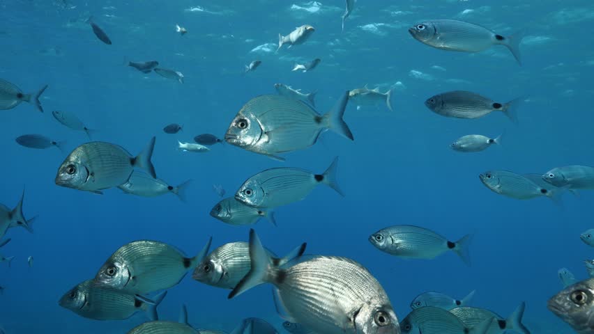 underwater fish scenery from mediterranean  sea breams ocean scenery underwater landscape seabreams  Diplodus sargus