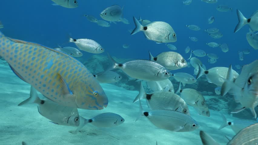 underwater fish scenery from mediterranean  sea breams ocean scenery underwater landscape seabreams  Diplodus sargus