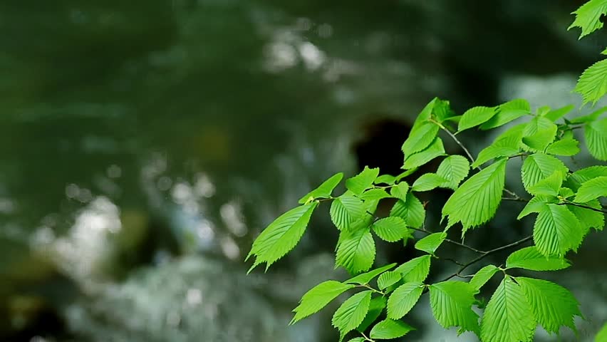 Fresh green leaves on riverside