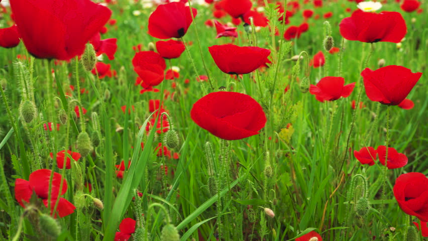 Detailed view of vivid red poppy flowers surrounded by green stems and buds in a natural meadow