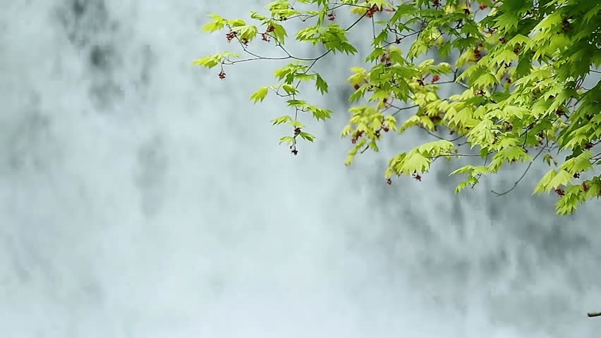 Downy Japanese Maple in front of the waterfall