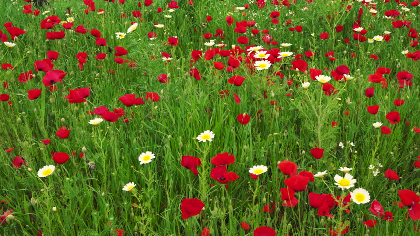 Close up of red poppies blooming in green field