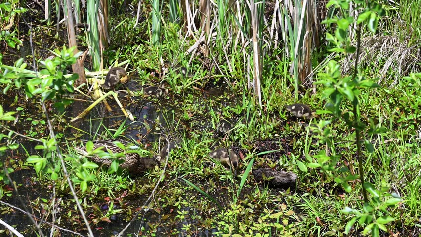 New spring life, female mallard duck with a big family of small baby ducklings walking swimming and feeding on plants in water in a wetland habitat, spring renewal as a nature background
