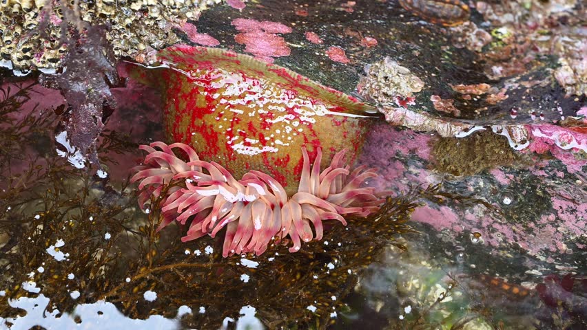 Painted Anemone, Christmas Anemone, attached to rock underwater at low tide in intertidal zone, saltwater, Golden Gardens state park, Seattle, Washington


