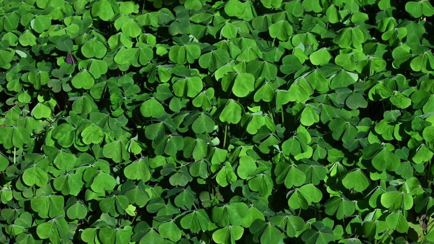 Wind blowing across field of vibrant green shamrock, oxalis, leaves, celebrate St. Patrick’s Day outdoors in nature, woodland background
