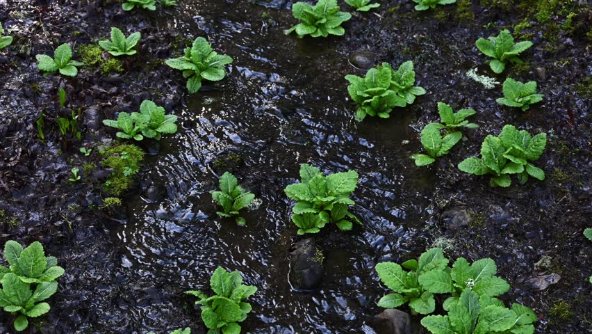Small stream water running in wetland habitat garden, Candelabra Primrose plants growing in wet soil
