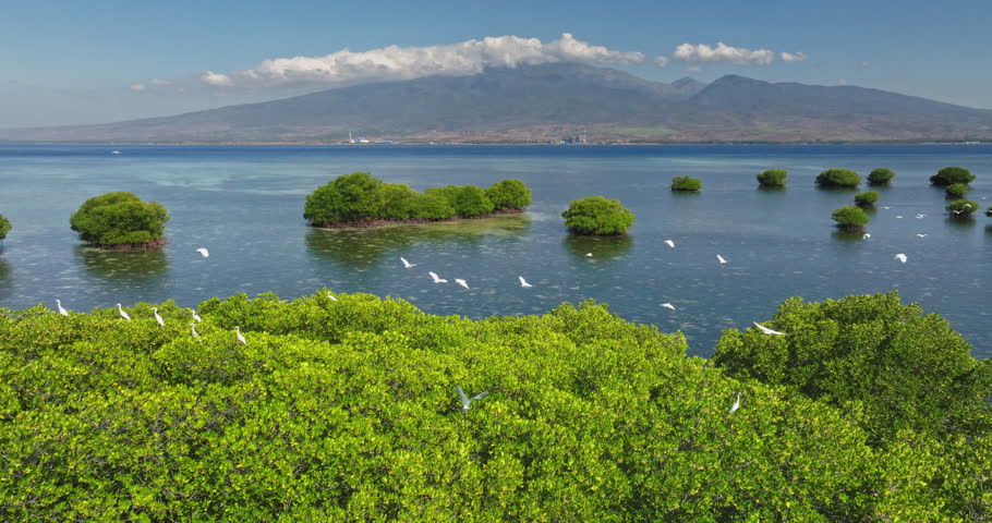 Petagan, East Lombok: aerial view of lush mangroves in clear blue waters with white egrets in flight and distant Mount Rinjani on horizon, showcasing Gili Islands