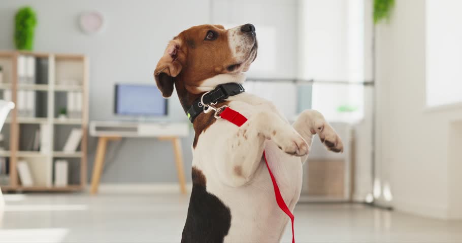 Dog beagle pet training trick indoor standing. Beagle with red leash and collar poses upright in a bright modern interior. Great for pet care and behavior. Strong symbol of obedience training.