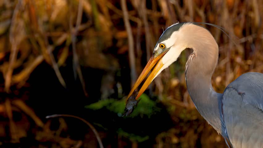 Majestic great blue heron skillfully catching, tossing, and swallowing a fish whole in a marsh under evening light.