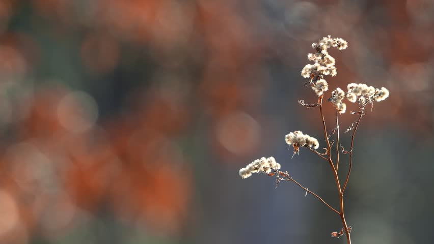 Delicate dried plant with fluffy seed heads moving slowly in the breeze on a blurry autumn background.
