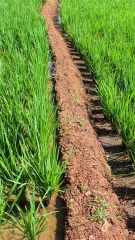 Vertical shot of a narrow dirt path through vibrant green rice fields leading toward distant tropical mountains.