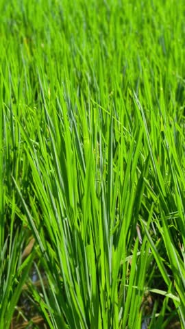 Panning shot from green rice stalks to a beautiful landscape featuring a small hut, palm trees, and misty mountains.