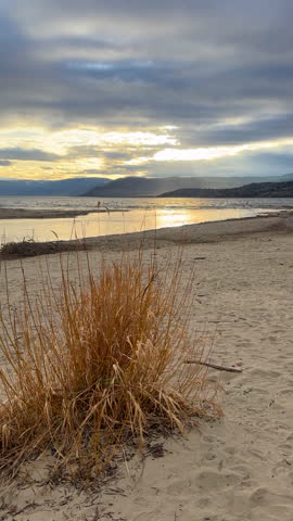 Sunset evening beach scene with a tall clump of dry grass and a cloudy sky.
