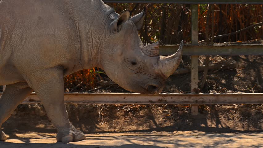 Close-up of a black rhinoceros walking inside a conservation center