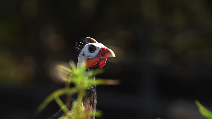 Close-up of the head of a common guinea fowl in sunlight