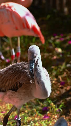 Juvenile flamingo portrait with gray feathers in natural habitat