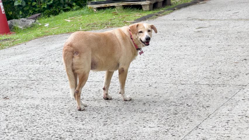 An obese tan dog with a pink collar walks slowly across a concrete road outdoors