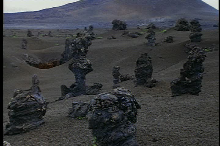 WS trees encased in volcanic ash on barren, ash-covered lava flow in Kilauea, Hawaii.