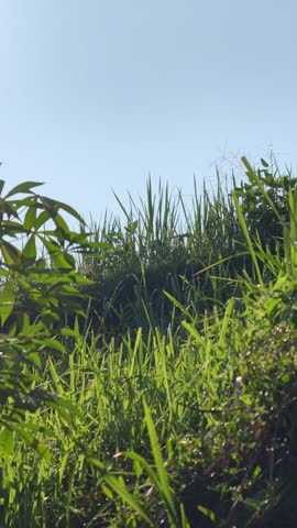 Panoramic view of lush tropical hills with mixed crops and misty mountains under a bright morning sky in Indonesia.