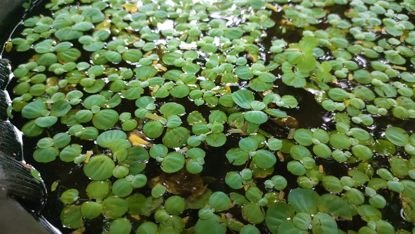 a cluster of floating aquatic plants, commonly known as Water Lettuce (Pistia stratiotes)