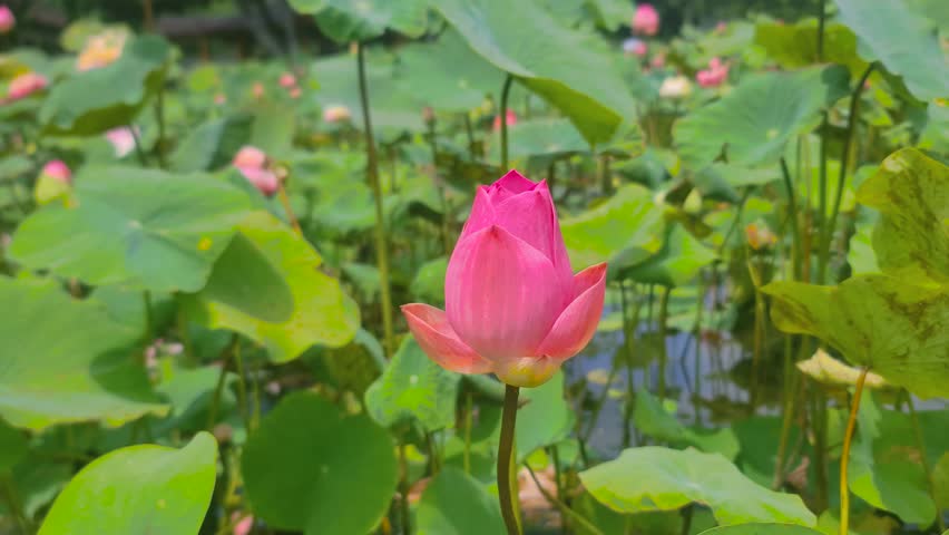 a beautiful blooming Lotus flower, scientifically known as Nelumbo nucifera. 