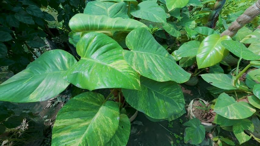 Golden pothos plant with variegated leaves growing 4k video.