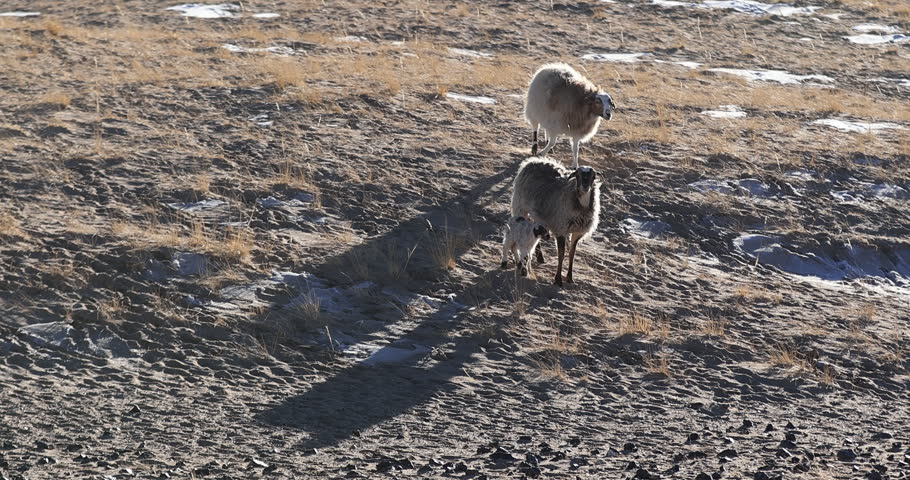Sheep pasture in Tibet China