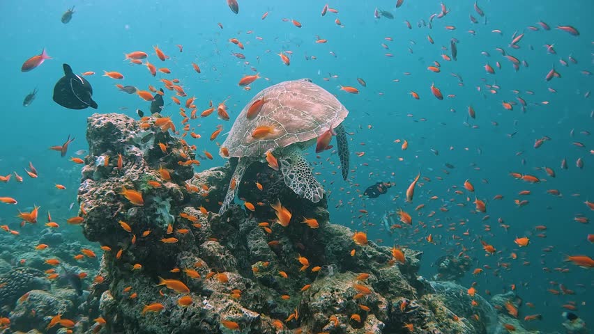 Sea turtle swimming over coral reef with small orange fish in clear blue ocean water