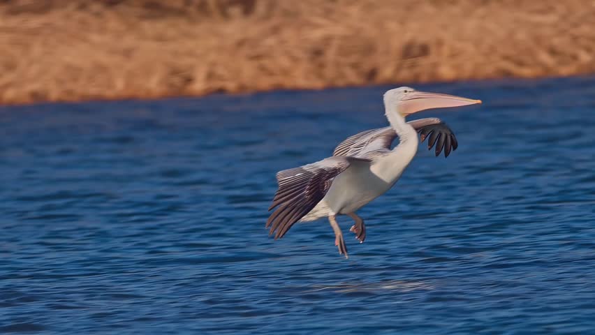 Large Pelican Landing on Blue Sea Water Surface with Wings Spread