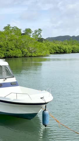 A white motorboat floats on calm water near lush green mangroves under bright daylight