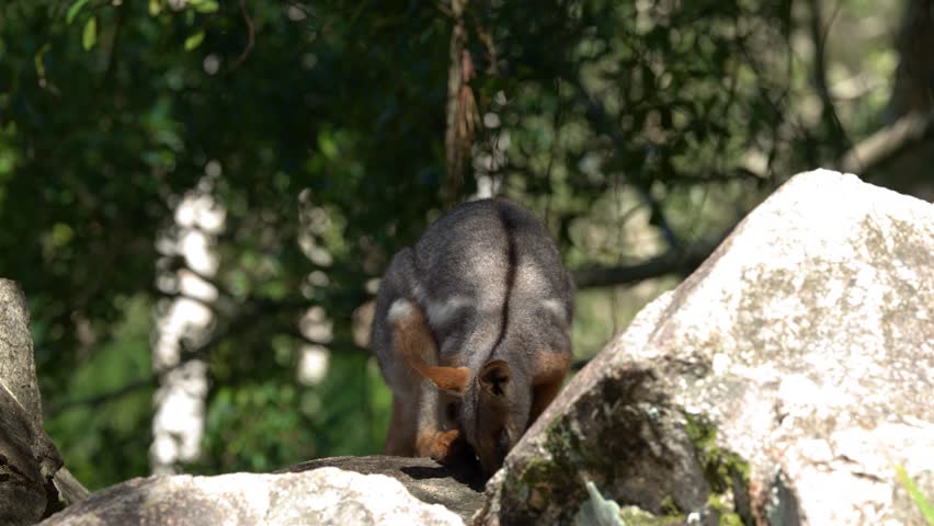 A swamp wallaby stands on large rocks in bright sunlight within a lush forest environment