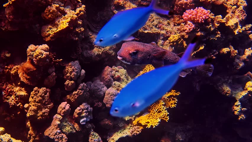 Cute masked pufferfish drifting slowly over a vibrant coral garden, blue chromis flying by. Red sea Egypt
