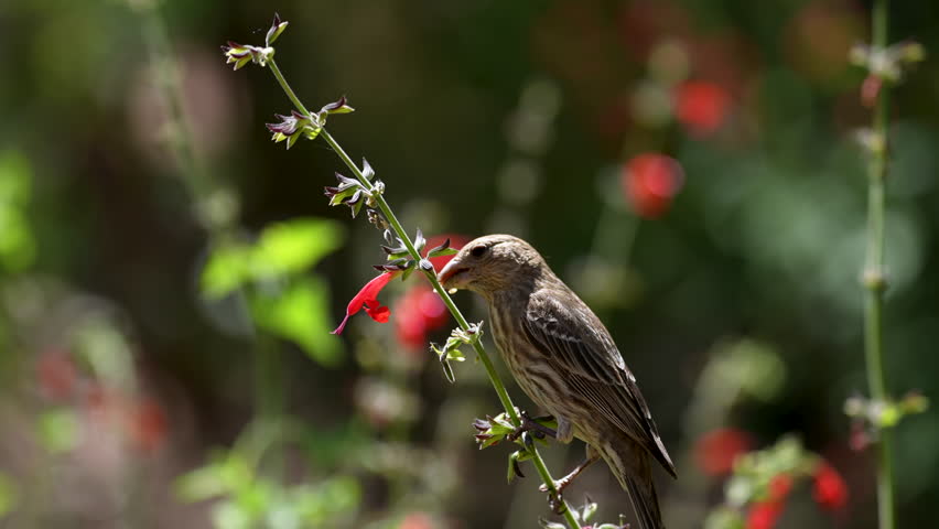 a female house finch balances itself on a thin branch while eating seeds from a blooming bush