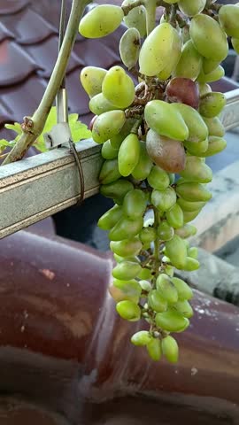 Grapes Hanging on the Vine on Rooftop