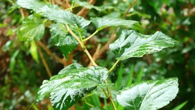 The leaf was shaken by droplet of water in the rain in forest , Green leaves bushes in rainy day, Droplets of rain hit the leaves shaking and splashing them - Powered by Shutterstock - Get 15% off with code: PIKWIZARD15