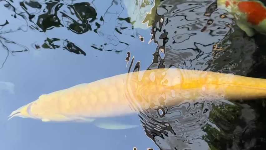 A big arowana swimming gracefully alongside ornamental koi fish in a clear pond, showcasing elegance and aquatic harmony.