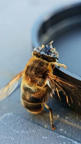 Macro vertical shot of injured honey bee clinging to edge