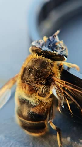 Extreme macro close-up of injured honey bee with visible damage and movement.
