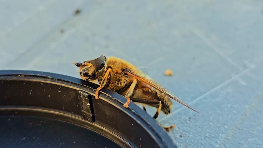 Honey Bee Clinging To Edge Macro Shot With Natural Movement