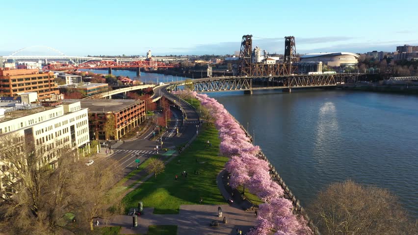 4K aerial drone footage of cherry blossom sakura trees in downtown Portland Oregon USA along the Willamette River waterfront at sunrise. Rows of vibrant pink blooms create a striking spring scene as people walk along the riverside paths. Downtown skyline and skyscrapers with iconic pink building rise behind the blossoms with views of Steel Bridge and Burnside Bridge, adding depth to the urban landscape. Warm morning light enhances colors and atmosphere, making this ideal for travel, tourism, seasonal spring content, marketing, background, b roll, and city lifestyle visuals.