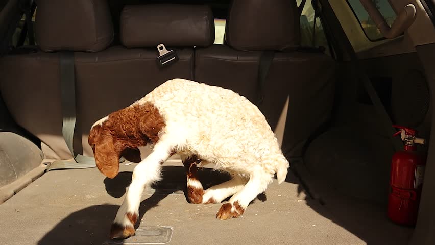 Vitamin E and selenium deficiency in a newborn lamb causes inability to stand. Educational veterinary footage showing muscle weakness in sheep and ruminants, highlighting livestock health and neonatal care.