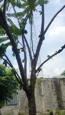 A peaceful outdoor scene captured in natural lighting, showcasing a calm and relaxing environment. The video highlights subtle movements and natural details, creating a soothing and visually appealing atmosphere. Perfect for use in backgrounds, nature themes, and lifestyle content.