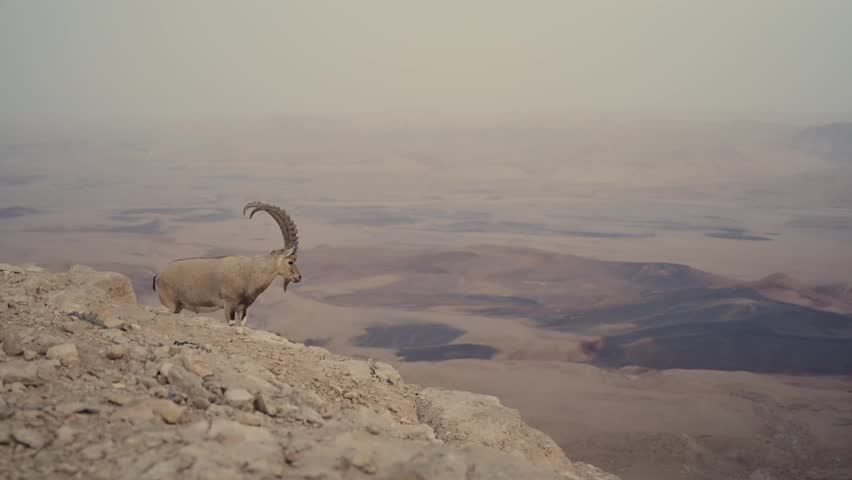 Ibex wild goat standing on top of cliff overlooking Ramon Crater in Israel desert. Arid barren dry landscape in Holy Land with wild animal majestic in natural habitat. Negev region establishing shot